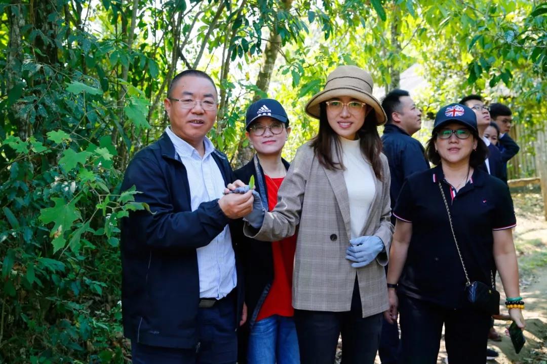中吉號(hào)老班章展廳